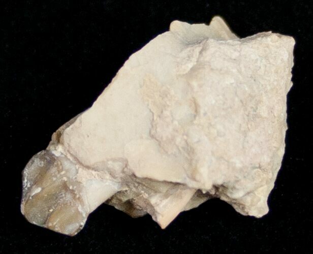 Oreodont (Merycoidodon) Jaw Section - South Dakota #10533